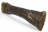 Fossil Sauropod (Diplodocus) Radius Bone - Wyoming #306950-1